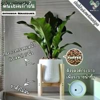 ราคา ✣9️⃣ต้นโชคเก้าชั้น (Anthurium 'Renaissance') ต้นใหญ่ พร้อมกระถาง+เม็ดPopper+ขาตั้ง❆ (1734258397753214089)