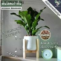 ราคา ❉9️⃣ต้นโชคเก้าชั้น (Anthurium 'Renaissance') ต้นใหญ่ พร้อมกระถาง+เม็ดPopper+ขาตั้ง✿ (1734259944371946767)