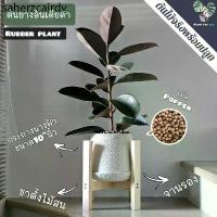 ราคา ✽‍♀️ต้นยางอินเดียดำ (Rubber Plant) 80-100Cm. พร้อมกระถางนางฟ้า10"นิ้ว+จานรอง+เม็ดPopper+ขาตั้งไม้สน✬ (1734396391484589948)