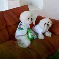 ราคา เก็บเงินปลายทาง. Midnight Layer - Pawty Club - เสื้อผ้าสัตว์เลี้ยง เสื้อสุนัข เสื้อหมา เสื้อแมว (Soju - Pink) (1731202690993783931)