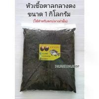 ราคา 【COD】 หัวเชื้อลูกตาล (1 กิโลกรัม) หัวเชื้อตาลกลางดง หัวเชื้อตาล เหยื่อตาล เหยื่อลูกตาล เหยื่อตกปลา เหยื่อตกปลานิล หัวตาล (1732896697236292757)