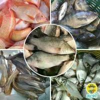 ราคา 【จัดส่งจากประเทศไทย】 【เก็บเงินปลายทาง】 หัวเชื้อตกกุ้ง ตกปลา กลิ่นปลาทูน่า ตราซามูไร ขนาดบรรจุ 100 ซีซี หัวเชื้อ เหยื่อตกปลา กีฬาตกปลา สบายดีซัพพลายแอนด์โค (1733230451406047004)