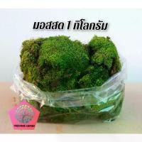 ราคา มอสสดยกกิโลดินบางเนื้อเน้นๆ((ขายถูก-สดจากสวน))มอสดินถุงใหญ่ มอสจัดสวน มอสบอนไซ สวนถาด สวนน้ำตกสวนหย่อม ต้นไม้ ขายดี (1734334993938351707)