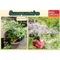 ราคา ต้นมะขาม​เทศ​ด่าง​ ไม้ยืนต้น​ ไม้แดดจัด​ปลูก​ง่าย​ ต้นไม้​มงคล​ ต้นไม้​ใหญ่​ (1733714551090153051)