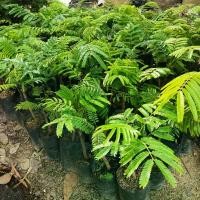 ราคา ต้นสะตอข้าวติดตา (ตรัง1 ต้นเตี้ย) 1ลัง 10 ต้น #สะตอ #ต้นไม้ (1730672984964106532)