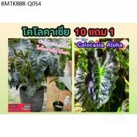 ราคา โคโลคาเซีย .อโลฮ่าColocasia Aloha ต้นไม้ บอนนอก บอนสี ต้นไม้สีดำ ฟอกอากาศ ไม้มงคล ตกแต่งสวน ดินปุ๋ย แต่งบ้าน (1734335396134160345)
