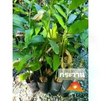 ราคา ต้นกระวาน กระวาน (หน่อหวาน) ต้นไม้ ไม้ผล COD (1733795065713034721)