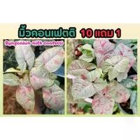 ราคา ซิงโกเนียมมิ้ลค์คอนเฟตติ Milk Confetti ออมชมพู ต้นไม้มงคล วางโต๊ะทำงานได้ ออมเงิน ออมทรัพย์ (1733924058211976795)