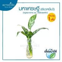 ราคา มหาเศรษฐี (จำนวน 1 ต้น) เลี้ยงน้ำได้ Aglaonema ต้นไม้มงคล ต้นไม้ฟอกอากาศ ต้นไม้ plant (1734319844903257491)
