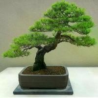 ราคา [จัดส่งทันที] Japanese White Pine Pinus ต้นสนญี่ปุ่น สนขาวญี่ปุ่น ถูกที่สุด เมล็ดพันธุ์บอนไซสนขาวญี่ปุ่น 50 เมล็ด ปลูกง่าย โตไว สนบอนไซ ต้นไม้มงคล ต้นบอนสี ของแต่งบ้าน บอนสีหายาก (1733686527575033345)