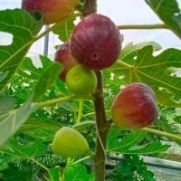 ราคา ต้นมะเดื่อฝรั่ง พันธุ์Brow turkey สีแดง (1733142764050679593)