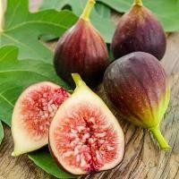 ราคา [ส่งฟรี] 20 เมล็ด มะเดื่อฝรั่ง ลูกฟิก รสชาติหวาน หอม Figs Fruit Seeds สายพันธุ์ Brown Turkey (1732839880175093241)