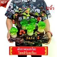 ราคา รูปปั้น วัสถุมงคล จีน ผักกาด น้ำเต้า แปะไฉ่ โชคดีร้อยเรื่อง เสริมโชค ลาภ เสริมและตกแต่ฮวงจุ้ย สูง12นิ้ว วัตถุมงคล (1729822311663634607)