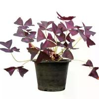 ราคา ผีเสื้อราตรี กระถาง 6 นิ้ว / Oxalis triangularis A. St.-Hil. pot (1733310958539540322)