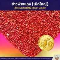 ราคา ข้าวฟ่างแดง อาหารนก หนูแฮมสเตอร์ อาหารนกเขาใหญ่ เขาชวา นกแก้ว (แบ่งขาย 500G / 1KG) (1733584261867407155)