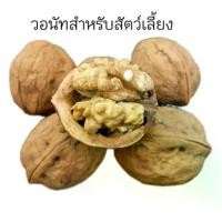 ราคา (3ลูก)Walnut ลูกวอลนัท [สำหรับนกแก้ว สัตว์เลี้ยงฟันแทะ หนูแฮมสเตอร์ กระรอก] (1729716853648558173)