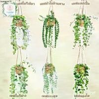 ราคา คลังสินค้า (ขนาด 3 นิ้ว)เดฟใบรีเขียว/ใบรีด่าง/หัวใจล้านดวง/แตงโม/แอปเปิ้ล/ฟิลิปปินส์ พร้อมกระถางสาน+เชือก+ตะขอแขวน (1733234376016233820)