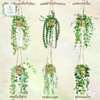 ราคา (ขนาด 3 นิ้ว)เดฟใบรีเขียว/ใบรีด่าง/หัวใจล้านดวง/แตงโม/แอปเปิ้ล/ฟิลิปปินส์ พร้อมกระถางสาน+เชือก+ตะขอแขวน (1733690540527683267)