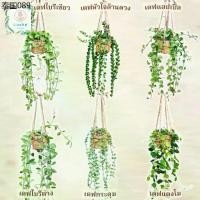 ราคา (ขนาด 3 นิ้ว)เดฟใบรีเขียว/ใบรีด่าง/หัวใจล้านดวง/แตงโม/แอปเปิ้ล/ฟิลิปปินส์ พร้อมกระถางสาน+เชือก+ตะขอแขวน (1734428161922205110)
