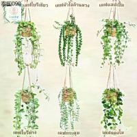 ราคา (ขนาด 3 นิ้ว)เดฟใบรีเขียว/ใบรีด่าง/หัวใจล้านดวง/แตงโม/แอปเปิ้ล/ฟิลิปปินส์ พร้อมกระถางสาน+เชือก+ตะขอแขวน (1734427787479713610)