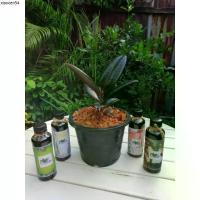 ราคา ขายร้อน ยางอินเดีย แถม +++ อาหารเสริม สำหรับต้นไม้ (1733616288645219389)