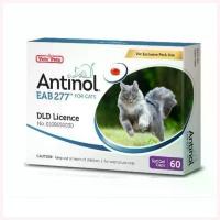 ราคา ApichartStore ปัจจุบัน Antinol Cat (Exp.3/2025) แอนทินอล อาหารเสริม บำรุงข้อ ช่วยลดการระคายเคืองที่ผิวหนัง สารสกัดจากธรรมชาติ 60 เม็ด (1730318414462487149)