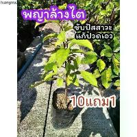 ราคา แนะนำ ต้นข่อยดำ​ พญาล้างไต​ ต้นไม้สมุนไพรไทย​ รักษา​ ตำรับยาไทย​ ดิน​ ปุ๋ย​ กระถาง​ แผนไทย (1733083166593025029)
