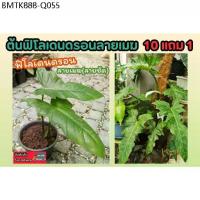 ราคา ต้นฟิโลเดนดรอน​ลายเมฆ​ .Philodendron​ ลายจัดชัดมาก​ ต้นไม้ฟอกอากาศ​ ไม้ด่าง​ สวน​ แต่งบ้าน​ จัดสวน​ ปุ๋ย​ กระถาง ไม้สวน (1734335485807789383)