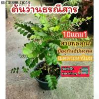 ราคา ต้นว่านธรณีสาร ต้นไม้มงคล เมตตามหานิยม เครื่องราง ดิน ปุ๋ย กระถาง พระเช้า เช่าพระ สมุนไพร ฟอกอากาศ พระเครื่อง ป้องกัน (1734335353147656135)