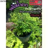ราคา ต้นหลิวน้ำตก ต้นไม้คลุมดิน จัดสวนอังกฤษ ยุโรป หลิวลู่ลม ดิน ปุ๋ย กระถาง หลิวเลื้อย สวนน้ำตก มอส เฟริน แต่งบ้าน ไม้มงคล (1734335395710731595)