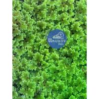 ราคา จัดส่งจากกรุงเทพฯ แหนแดง 500 กรัม พันธ์ไมโครฟิลล่า อาหารสัตว์,ปุ๋ย ดอกใหญ่ รากยาว (1733837655766173352)