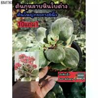 ราคา ต้นกุหลาบหินใบด่าง ต้นไม้อวบน้ำ ฟอกอากาศ ปลูกในบ้าน แคตตัส ตะบองเพชร ดิน ปุ๋ย กระถาง ต้นกล้า กุหลาบเลื้อย ชวนชม จัดสวน (1734335318236890804)