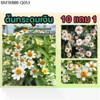 ราคา ต้นกระดุมเงิน กระถาง ต้นไม้คลุมดิน ดอกสีขาว ดอกไม้กินได้ ดอกเดซี่ ต้นกระดุมทอง กระดุมขาว สนาม ปูหญ้า ดิน ปุ๋ย ไม้ชอบแดด (1734335493631346644)
