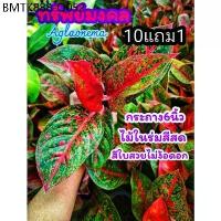 ราคา ต้นทรัพย์มงคล ต้นแก้วกาญจนา ดิฟเฟ่นบาเกีย สวนในร่ม ต้นไม้คลุมดิน จัดบ้าน สวนน้ำตด ดิน ปุ๋ย กระถาง ต้นไม้มงคล ช่วฟอกอากาศ (1734335395780331481)