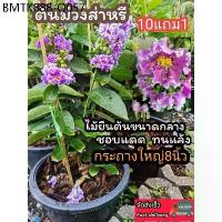 ราคา ต้นม่วงส่าหรี กระถาง 8 นิ้ว ดอกไม้สีม่วง ต้นกล้า กิ่งชำ เพาะเมล็ด เมล็ดพันธุ์ ต้นไม้มงคล ผัก ผลไม้ ดิน ปุ๋ย กระถาง ซุ้ม (1734335411818038599)