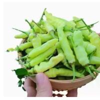 ราคา เมล็ดพริกไทยข้าวฟ่าง Chaotian Chili Chili Chili Chili Seeds ให้ผลผลิตสูงตลอดทั้งปี เมล็ดพริกไทยข้าวฟ่าง เมล็ดพริกไทยข้าวฟ่าง Chaotian Chili Chili Chili Chili Chili Chili Chili Seeds (17339858679180508