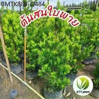 ราคา ต้นสนใบพาย สนจักรพรรดิ์ ความสูง 50-100ซม. ต้นไม้ (1734591568405694300)
