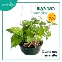 ราคา COD พลูด่างสีเขียว (กระถาง 7 นิ้ว) ต้นไม้ พลูด่าง plant ต้นไม้ในร่ม (1734688207364457963)