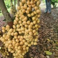 ราคา ต้นพันธุ์มะพร้าวร้อยพวง1 Burmese grape and planted with 70-80 cm tall stem of Siam golden gourd. (1734521719551067382)