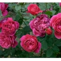 ราคา ดอกไม้ขนาดใหญ่กลิ่นหอมของดอกไม้ดวงจันทร์เมล็ด Eve ไวน์ Cellar ไวน์แดงหอมระเบียงสวนดอกไม้ชมดอกไม้พืชสีเขียวเมล็ดกุหลาบ (1734684689269229358)