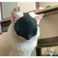 ราคา หน้ากากค้างคาวแมว Avenger, ของเล่นสัตว์เลี้ยงแสนสนุก, หน้ากากแมว, เหมาะสำหรับอุปกรณ์สำหรับสัตว์เลี้ยง Birthday ลูก ตกแต่ง แก้วกระดาษ ขนมหวาน แก้ว ชุด ฝา วันเกิด สีขาว Pet ปาร์ตี้ (1732144676955719084)