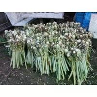 ราคา หน่อพันธุ์ สับปะรด พันธุ์ปัตตาเวีย ขั้นต่ำ 10 หน่อ แถม ให้ 2 หน่อ (1734445992334886581)