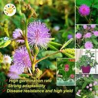 ราคา Mimosa Seeds for Planting Rare Mimosa Plants Seeds Pachira Dwarf Mimosa Pudica Flower Seeds ขลัง เมล็ดพันธุ์ดอกไม้ กล้วยไม้หน้าลิง ต้นหน้าลิง เมล็ดดอกไม้ ของแต่งบ้าน บอนสีหายากไท (1733782576662808116)