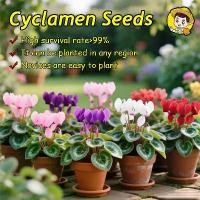 ราคา 200เมล็ด/แพ็ค เมล็ดพันธุ์ ไซคลาเมน สีผสม Cyclamen Flower Seed เมล็ดดอกไม้ ต้นไม้มงคล บอนสี เมล็ดบอนสี บอนไซ ต้นไม้ ไม้ประดับมงคล ต้นไม้มงคลสวยๆ ต้นไม้ ของแต่งบ้าน ต้นไม้ฟอกอากาศ (1734303660522243761)