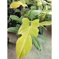 ราคา ฟิโลเดนดรอน ไวโอลิน สีทอง philodendron Violin Gold สวัสดิการสด (1733502741902951630)
