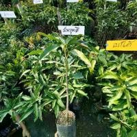 ราคา ต้นมะม่วงมันขุนศรี 1 ต้นสูง 80 ซม.(มะม่วง 3 รส) ส่วนผลสุกเต็มที่จะมีรสหวานหอมเข้มข้น เนื้อละเอียดไม่มีเสี้ยน (1734415665246274908)