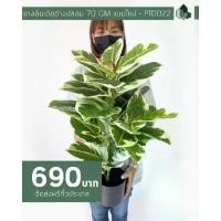 ราคา ต้นไม้ปลอม ต้นยางอินเดียด่างปลอม ก้านเดี่ยว สูง 70 CM พร้อมกระถางสีดำ (1729454891781884506)