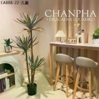 ราคา ต้นจันผา ( Dracaena loureiri) ต้นจันทร์แดง ต้นไม้ปลอม ไม้มงคลสำหรับตกแต่งบ้าน (สินค้าพร้อมส่งจากไทย) (1733905099995514503)