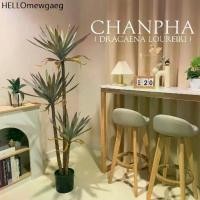 ราคา ☃ต้นจันผา ( Dracaena loureiri) ต้นจันทร์แดง ต้นไม้ปลอม ไม้มงคลสำหรับตกแต่งบ้าน (สินค้าพร้อมส่งจากไทย)☉ (1733971206354143031)