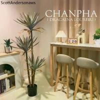 ราคา ♭ต้นจันผา ( Dracaena loureiri) ต้นจันทร์แดง ต้นไม้ปลอม ไม้มงคลสำหรับตกแต่งบ้าน (สินค้าพร้อมส่งจากไทย)✪ (1733986504393917771)